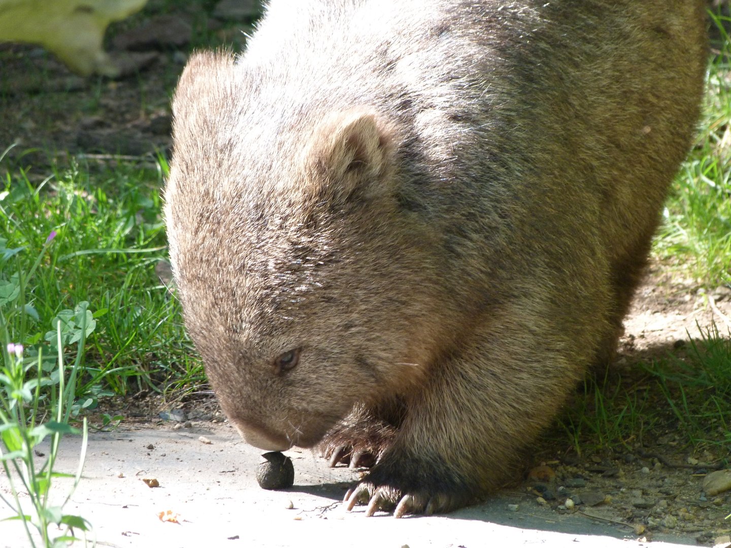 Tasmanian wombat -Zoo Praha (2025)