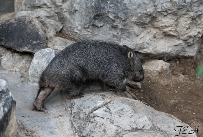 tasmanian wombat