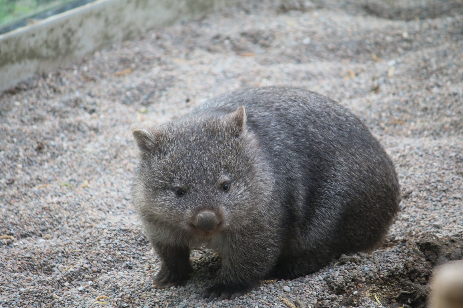 Tasmanian wombat