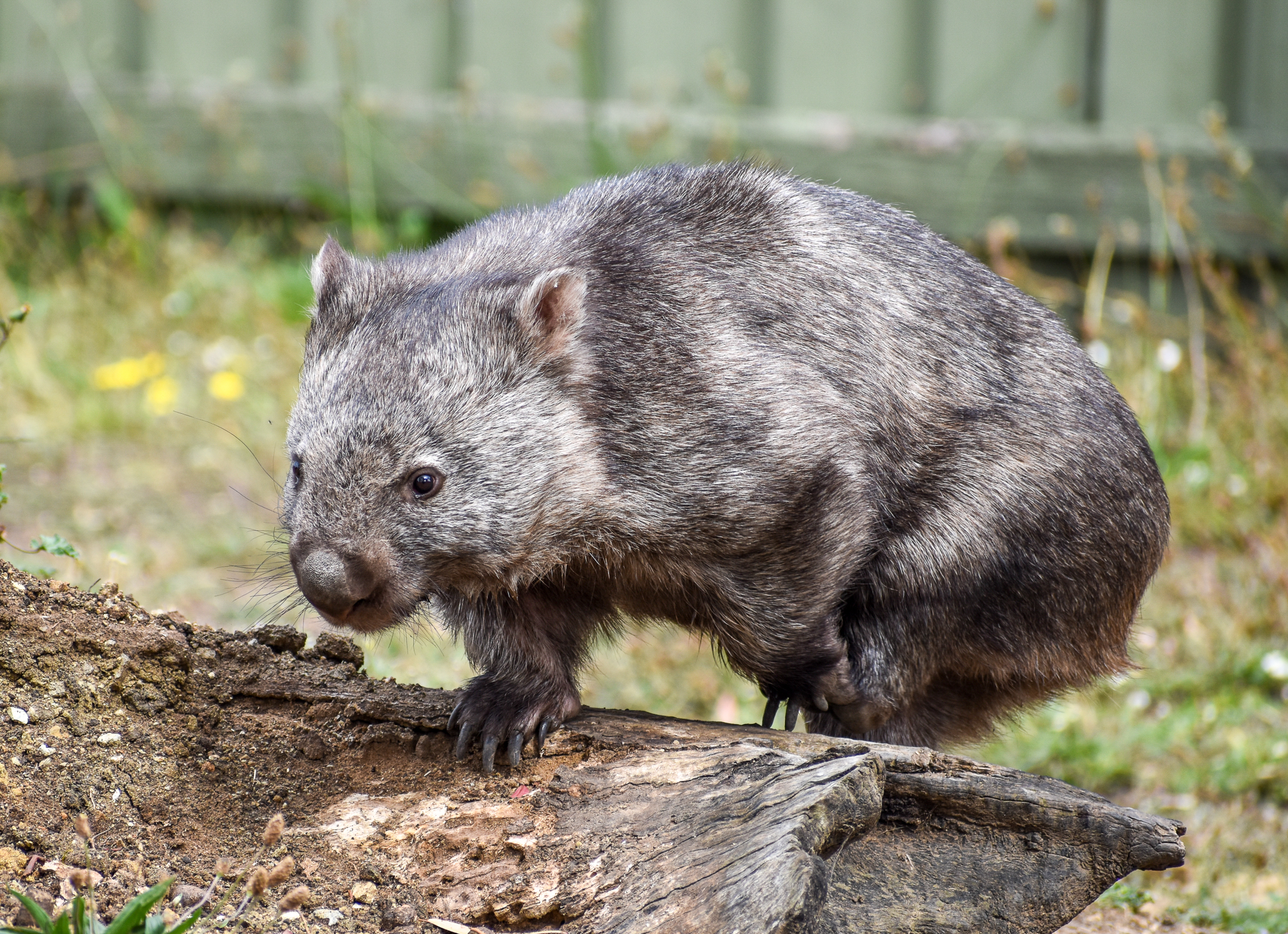 Tasmanian Wombat