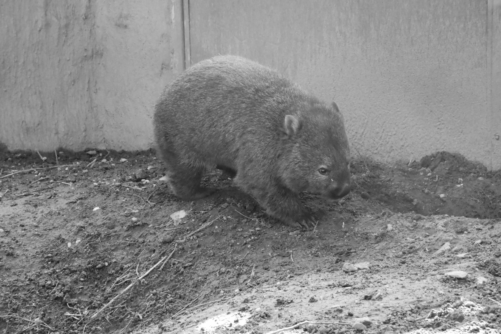 Tasmanian wombat
