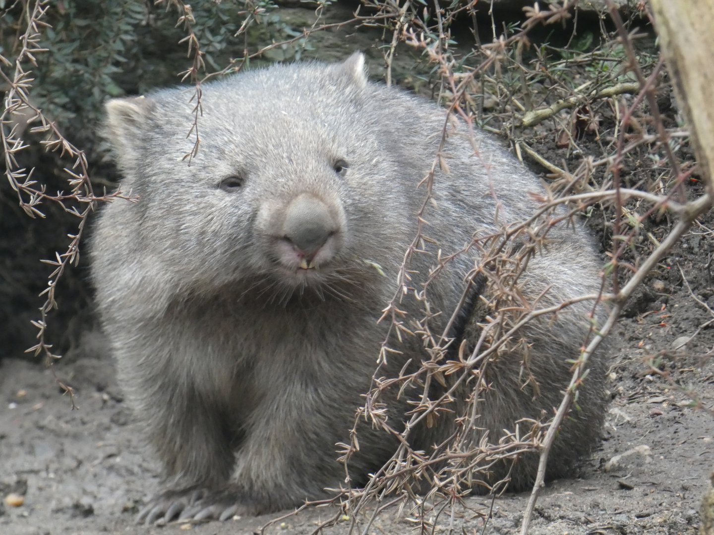 Tasmanian wombat