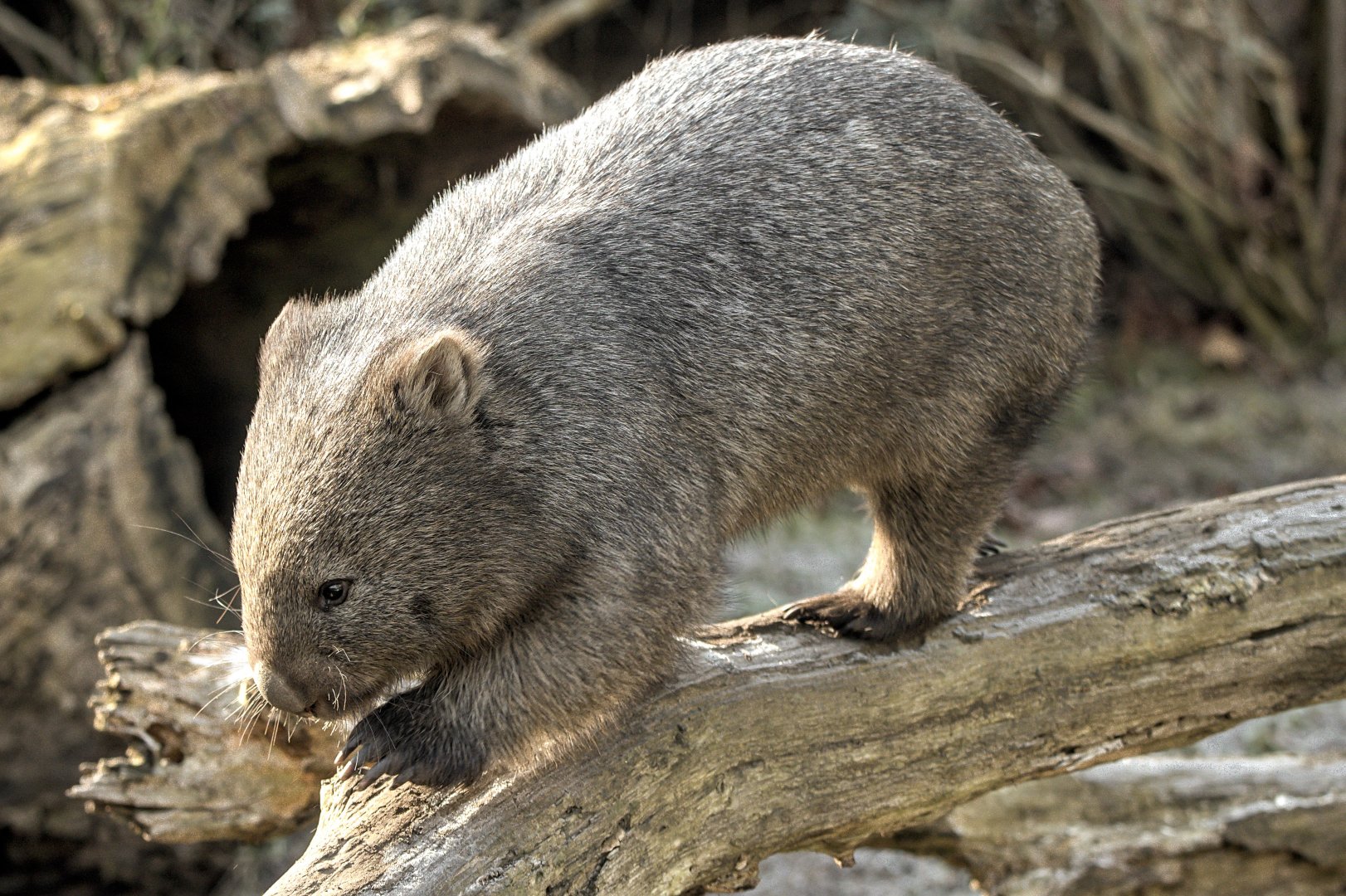 Tasmanian wombat