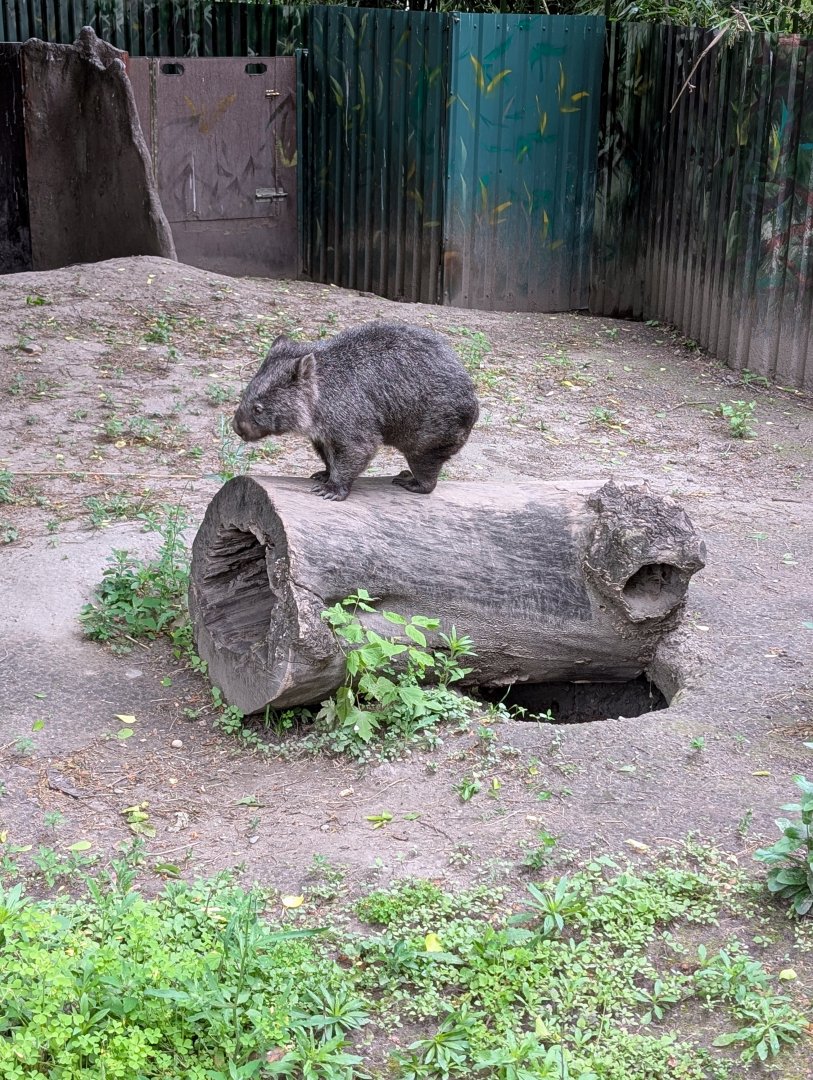 Tasmanian Wombat