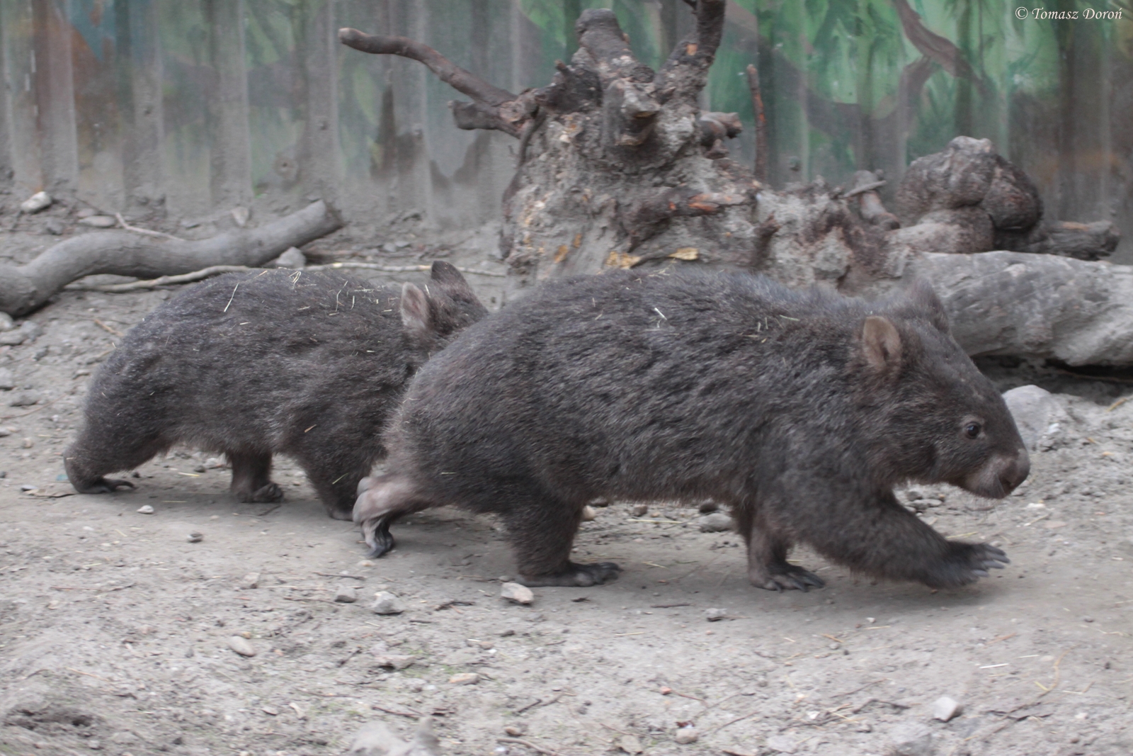 Tasmanian Wombats (Vombatus ursinus tasmaniensis)