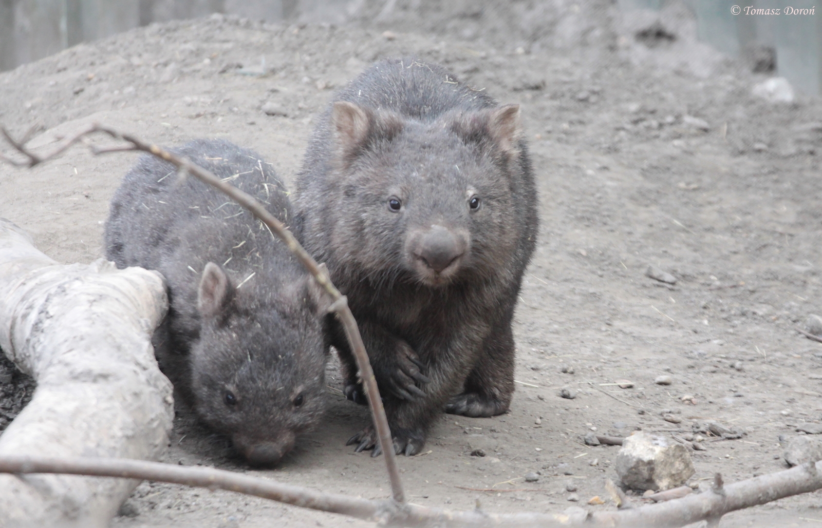 Tasmanian Wombats (Vombatus ursinus tasmaniensis)