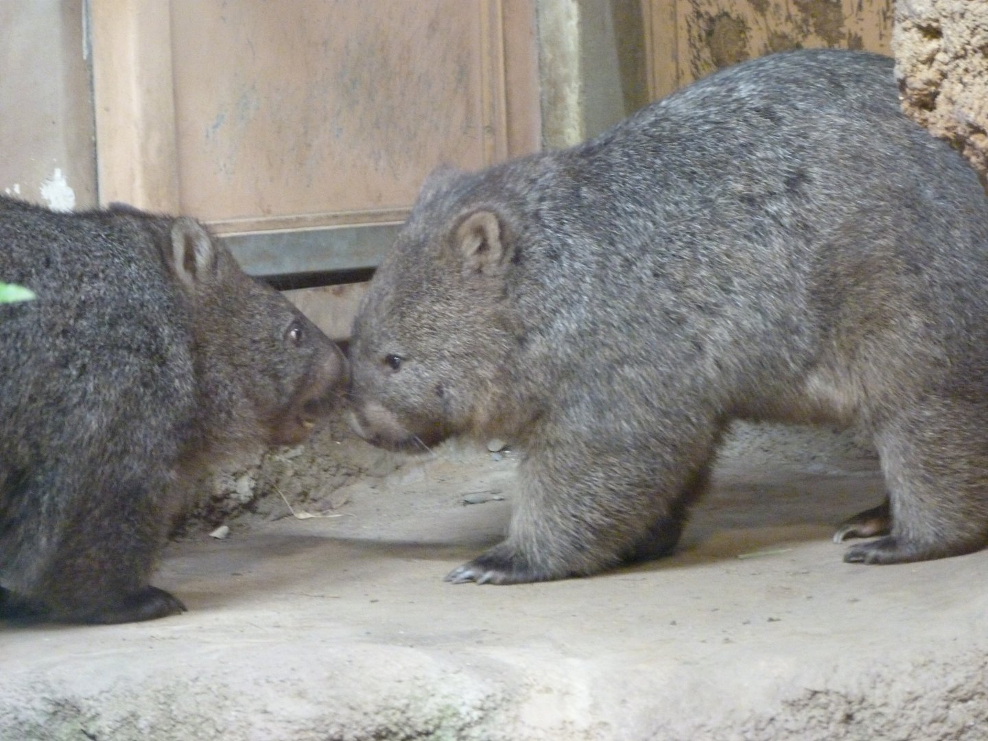 Tasmanian wombats -Zoo Praha (2025)