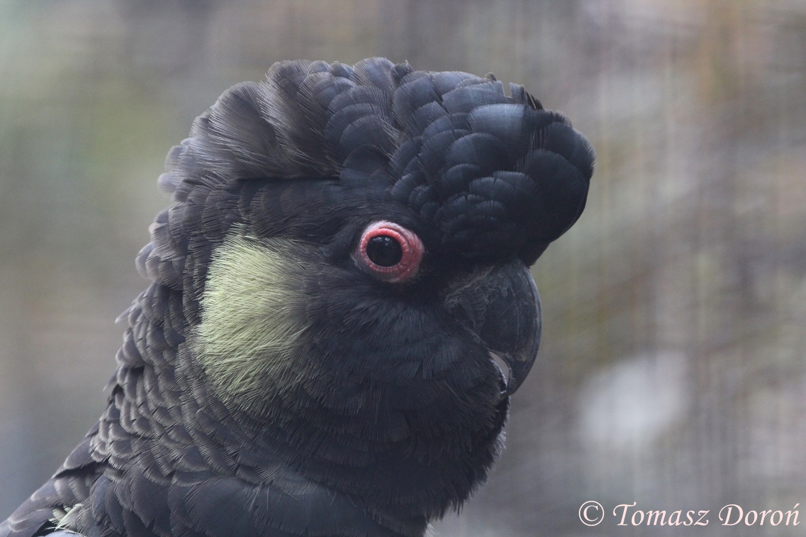 Tasmanian Yellow-tailed Black-cockatoo (Calyptorhynchus funereus xanthonotu