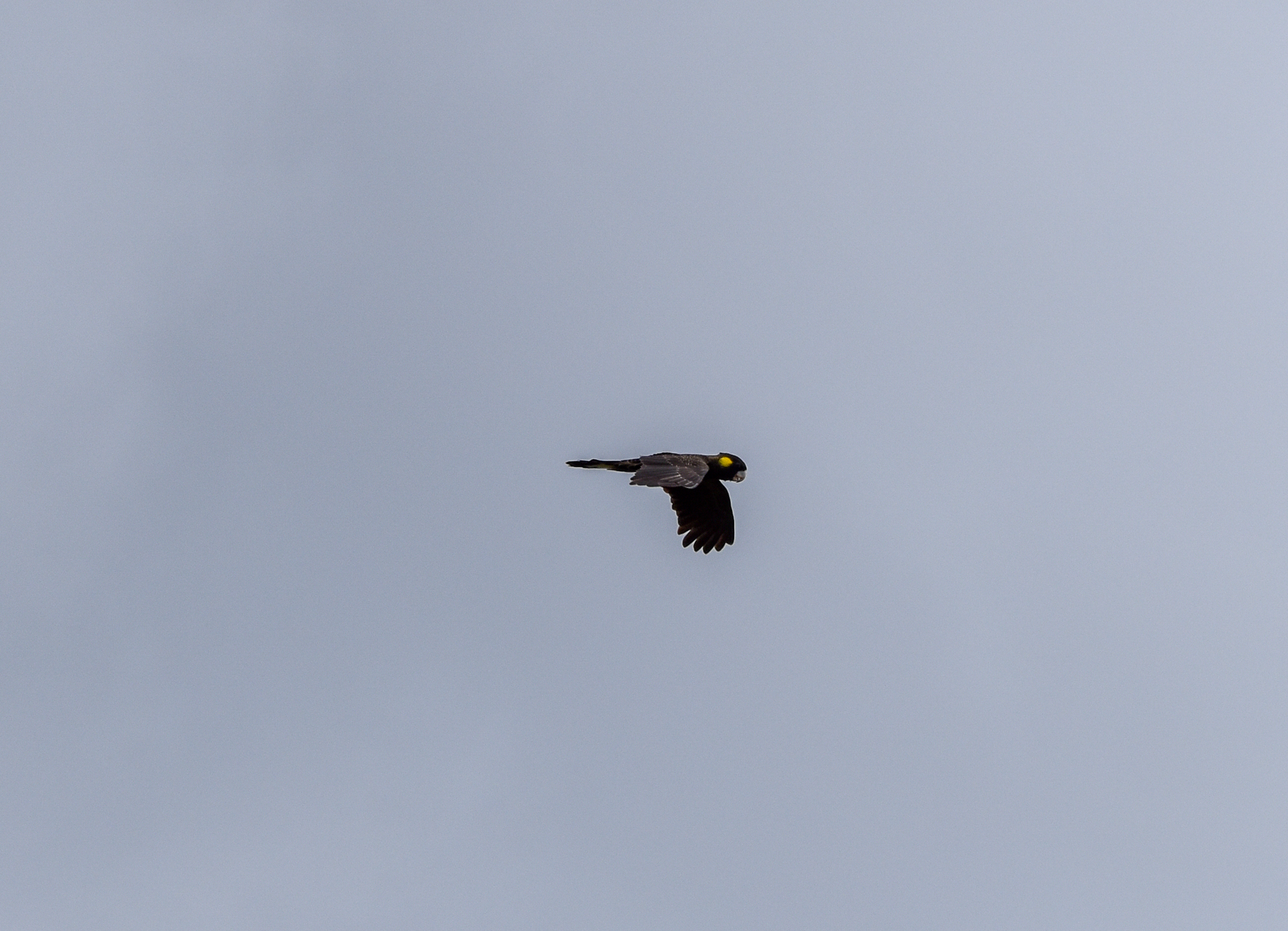 Tasmanian Yellow-tailed Black Cockatoo