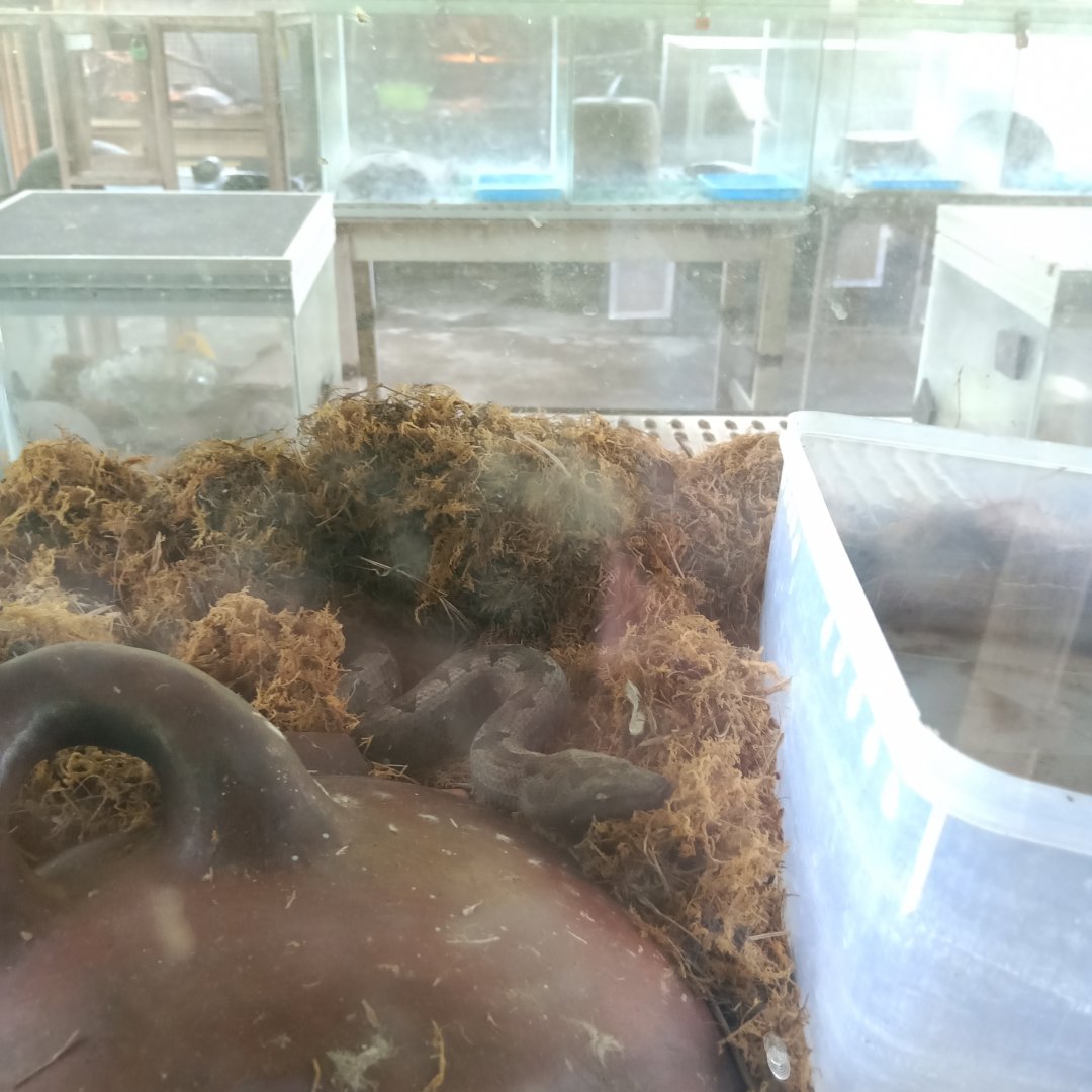 Tasma's Bevel-nosed Boa (Candoia paulsoni ssp. tasmai) - Sato Loka Resto & Conservation Park