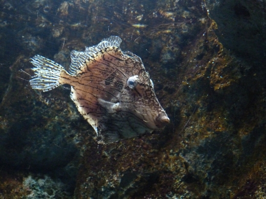 Tasseled leatherjack