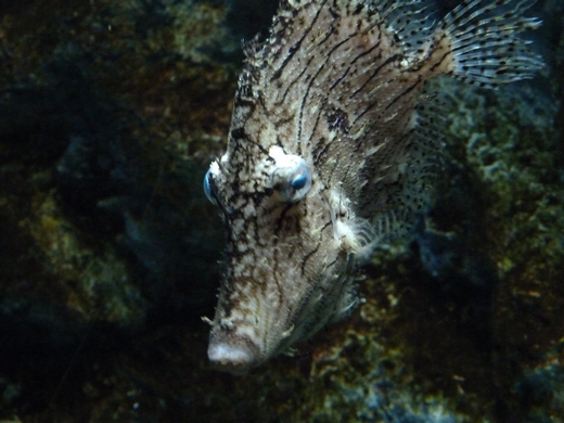 Tasseled leatherjack