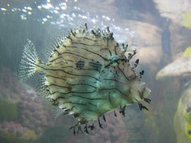 Tasselled Filefish 2015