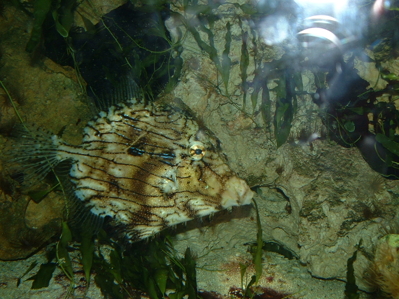 Tasselled Filefish - Bristol Zoo Aquarium Sept 2009