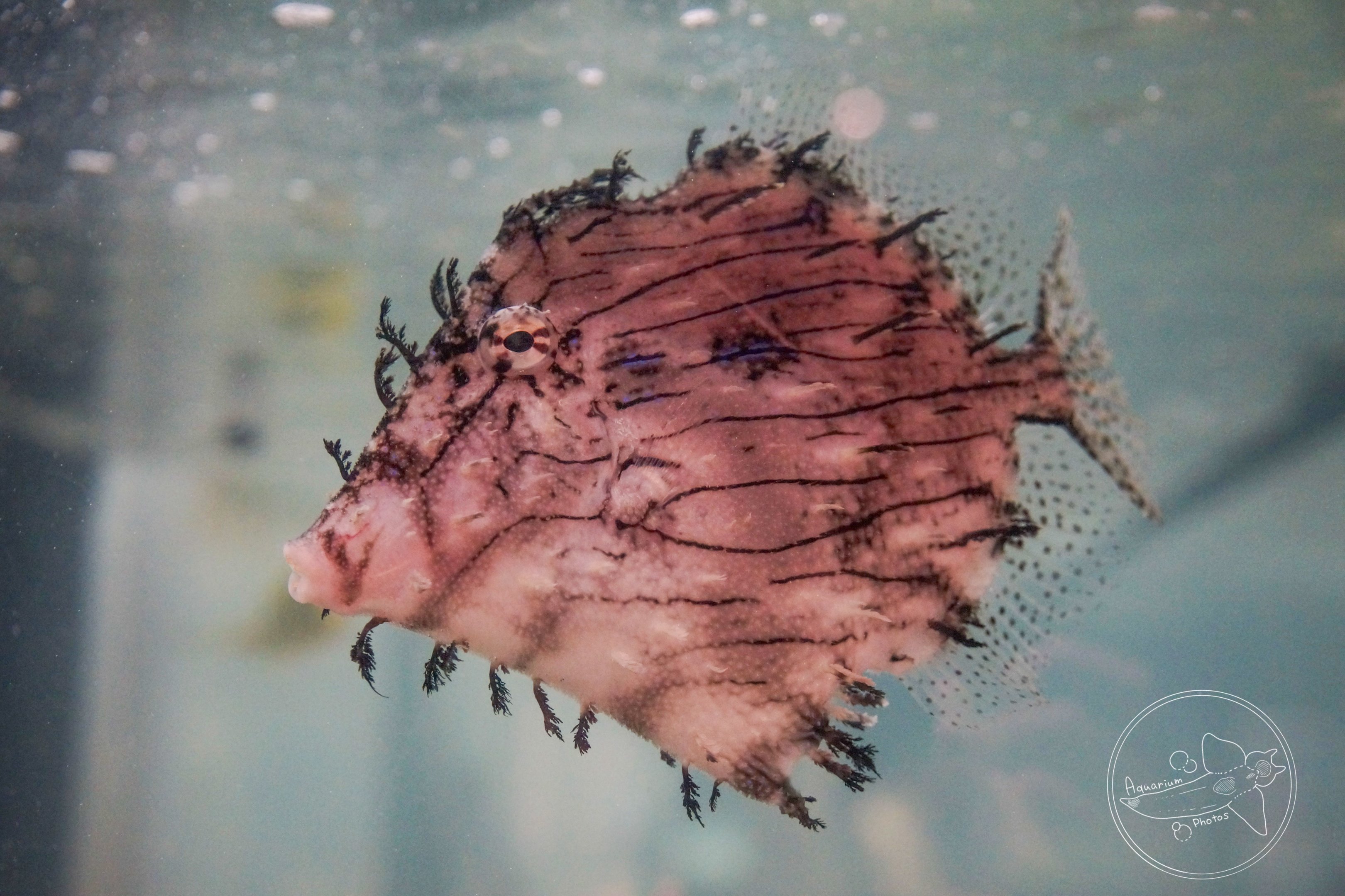 Tasselled Leatherjacket (Chaetodermis penicilligera)