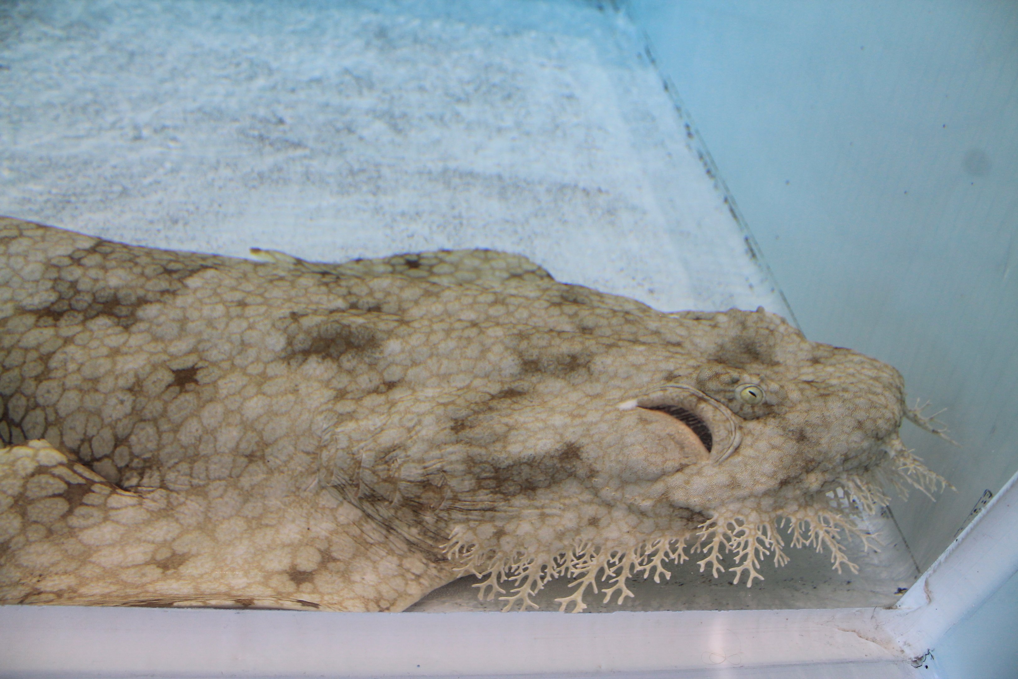 Tasselled Wobbegong (Eucrossorhinus dasypogon)