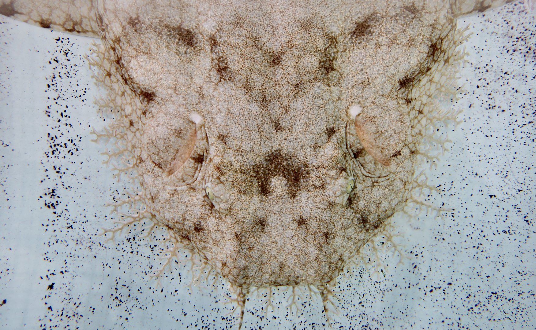 Tasselled Wobbegong (Eucrossorhyinus dasypogon)