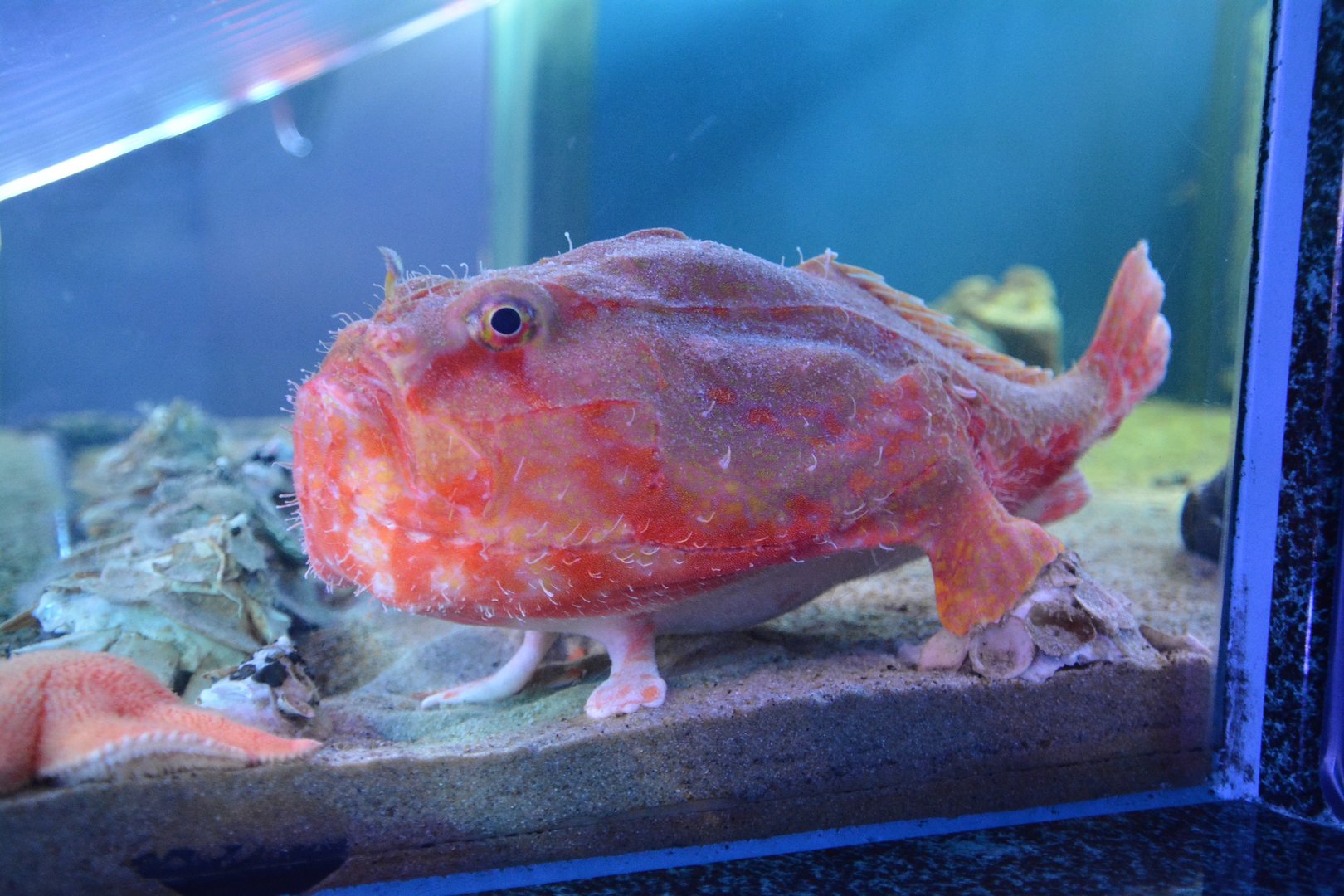 Tassled coffinfish (Chaunax fimbriatus)