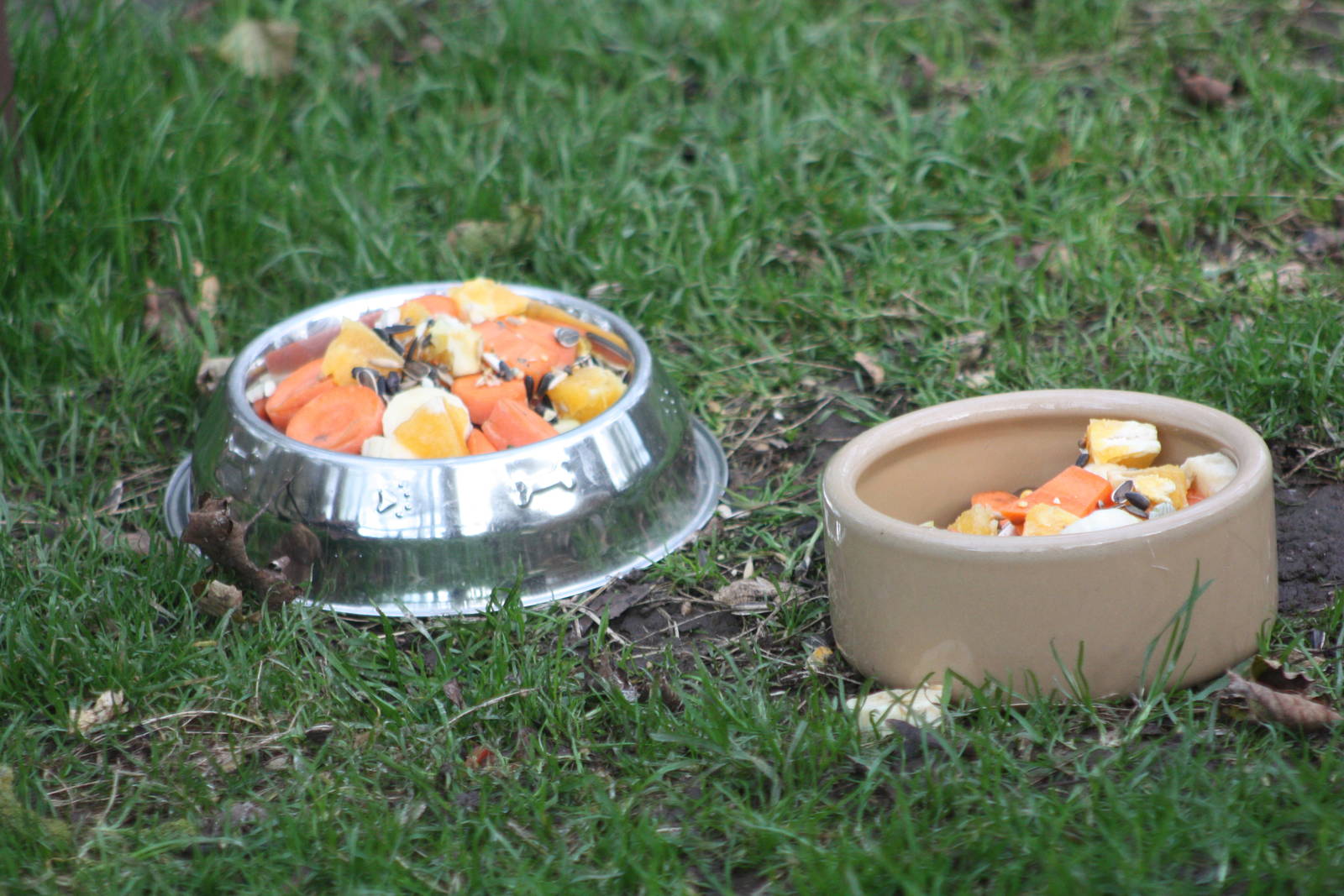 Tasty treats for the Raccoon Dogs, 2nd November 2014