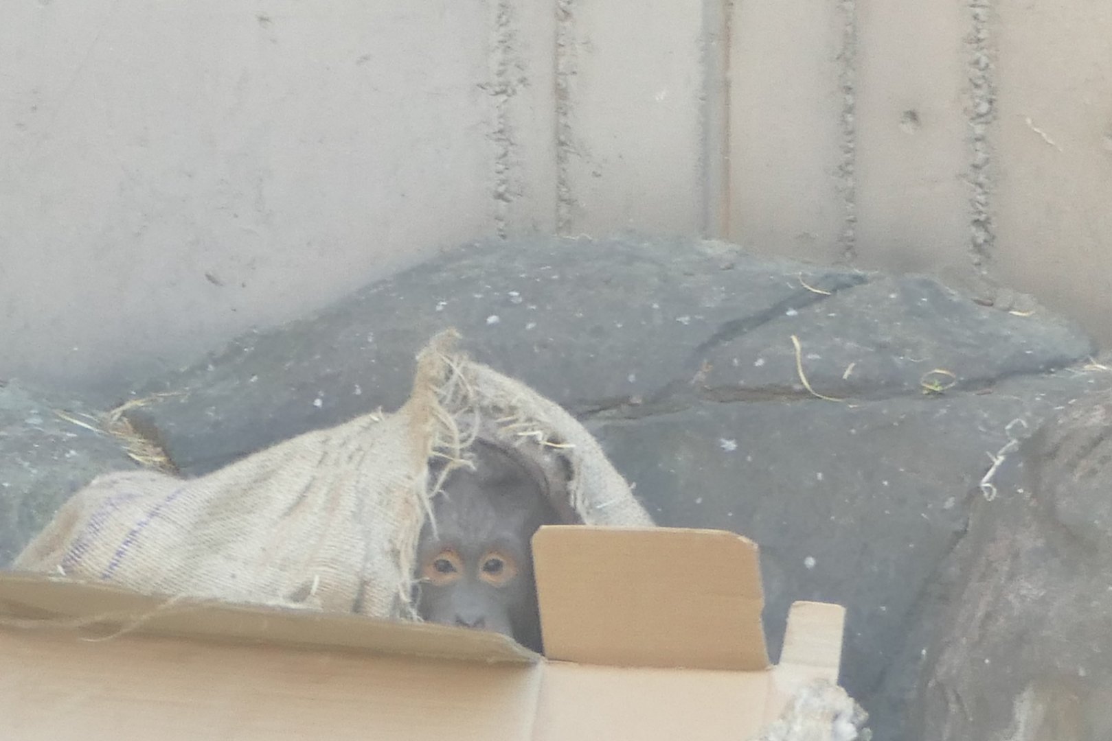 Tat in the box, April 2022