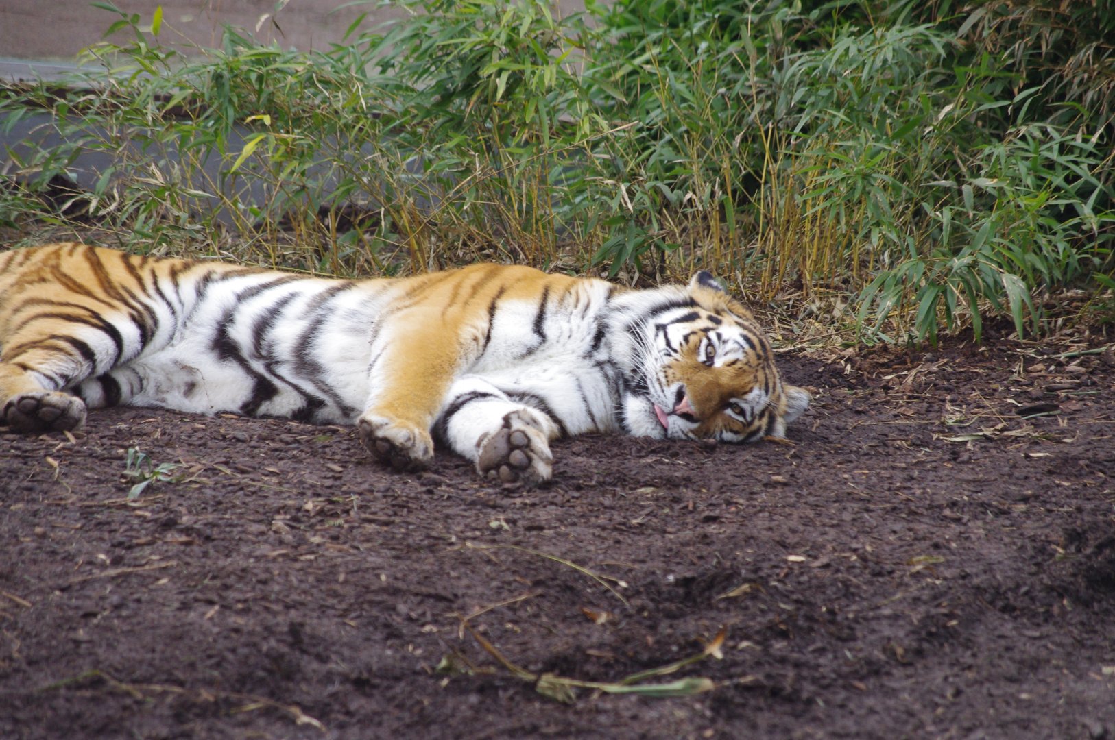 Tatana(f)- Amur tiger- 17/2/2025