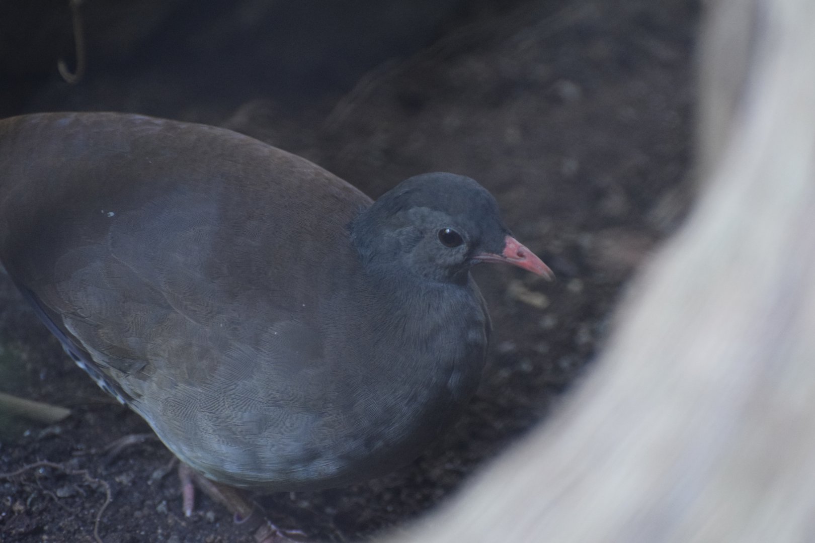 Tatapua tinamou