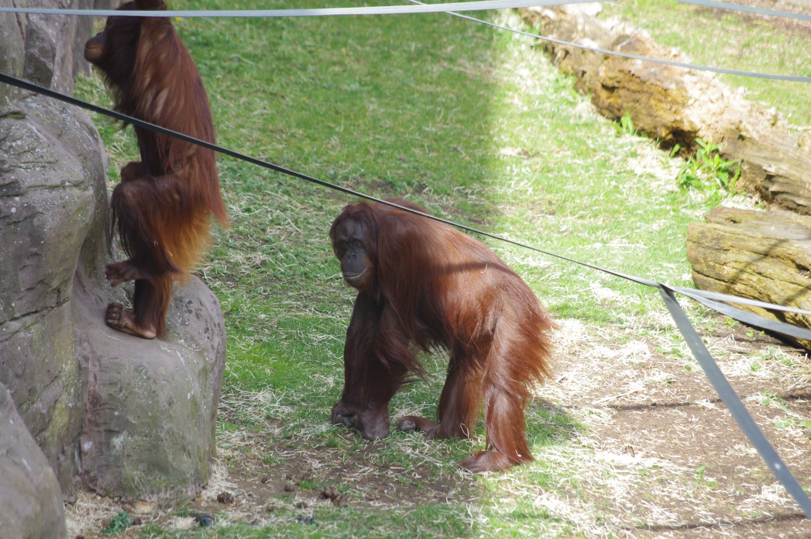 Tatau and Mali- Bornean Orangutans- 11/4/2024