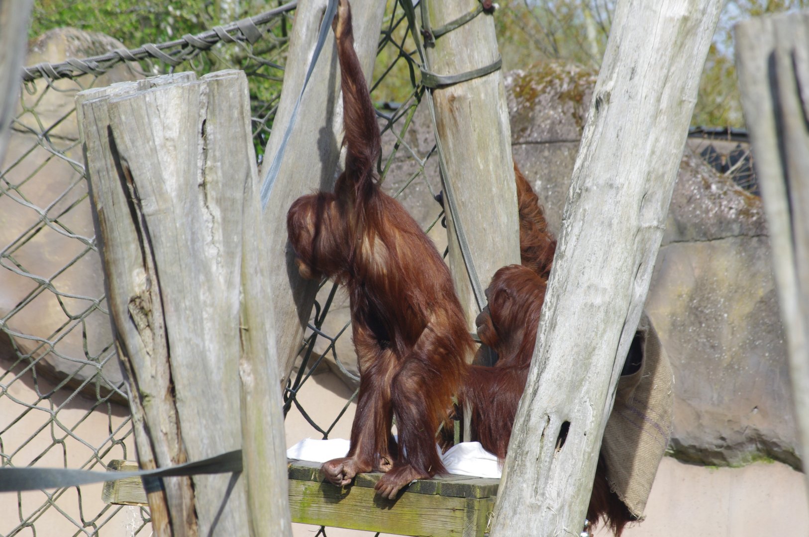 Tatau and Mali- Bornean Orangutans- 11/4/2024