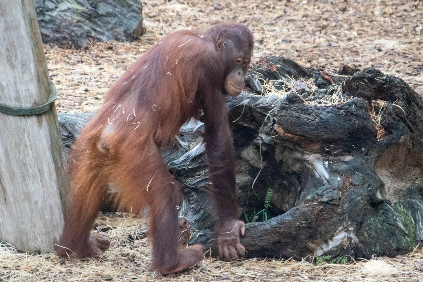 Tatau - Bornean Orangutan at Colchester Zoo