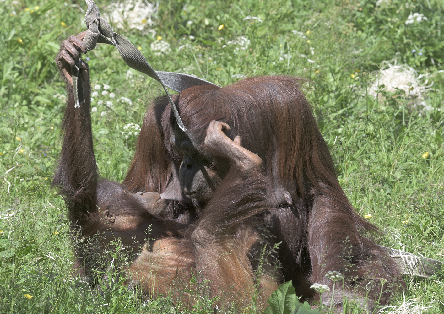 Tatau still trying to nurse