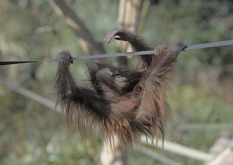 Tatau travelling sloth fashion