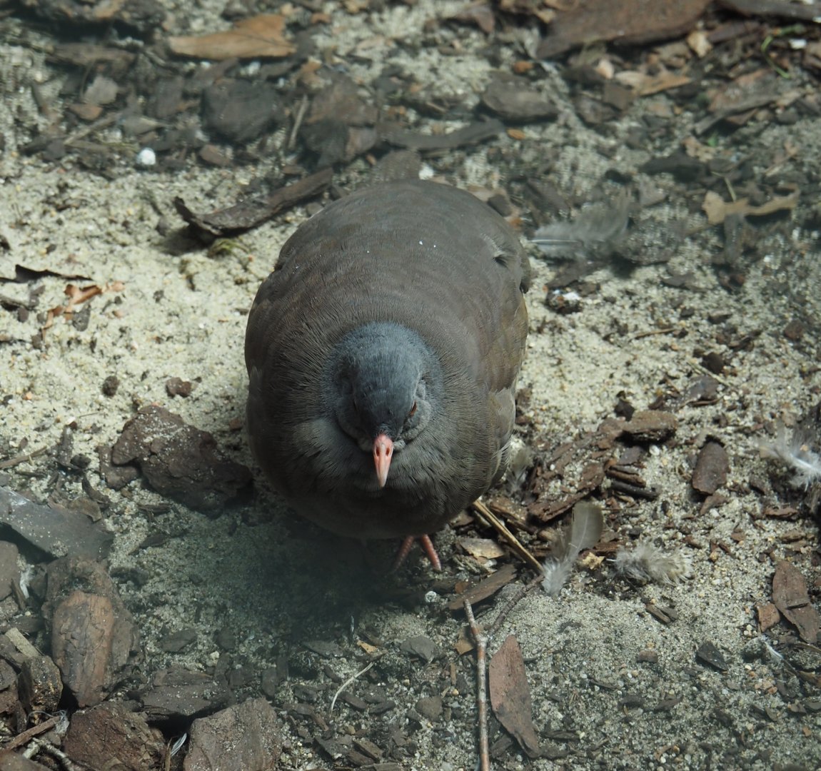 Tataupa tinamou (Crypturellus tataupa), 2024-05-23