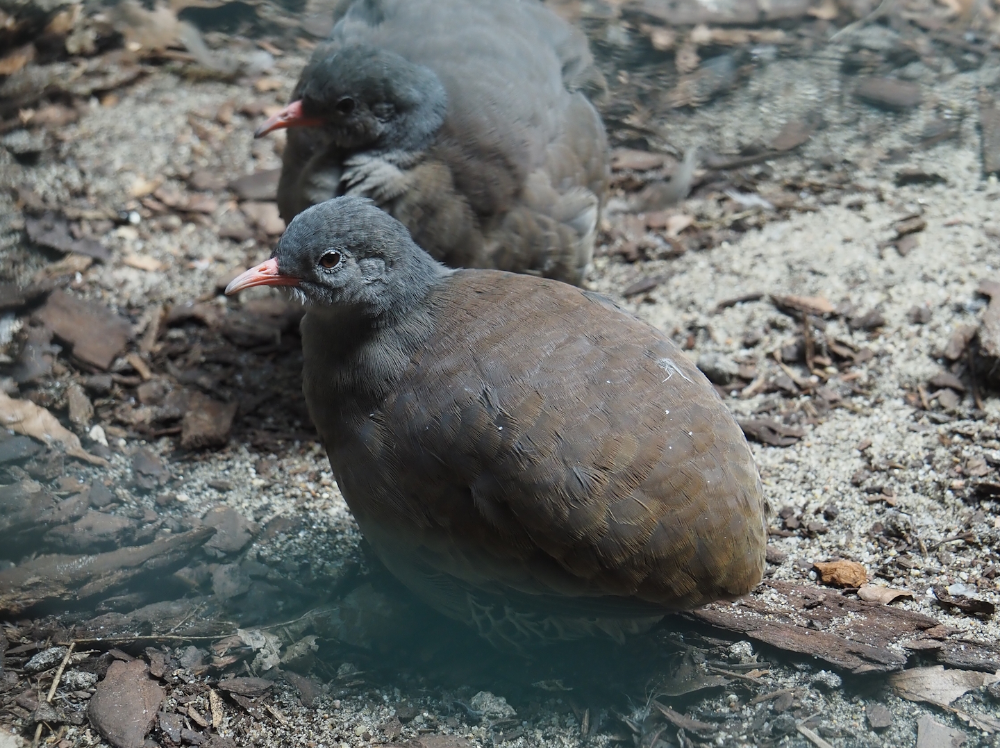 Tataupa tinamou (Crypturellus tataupa), 2024-05-23