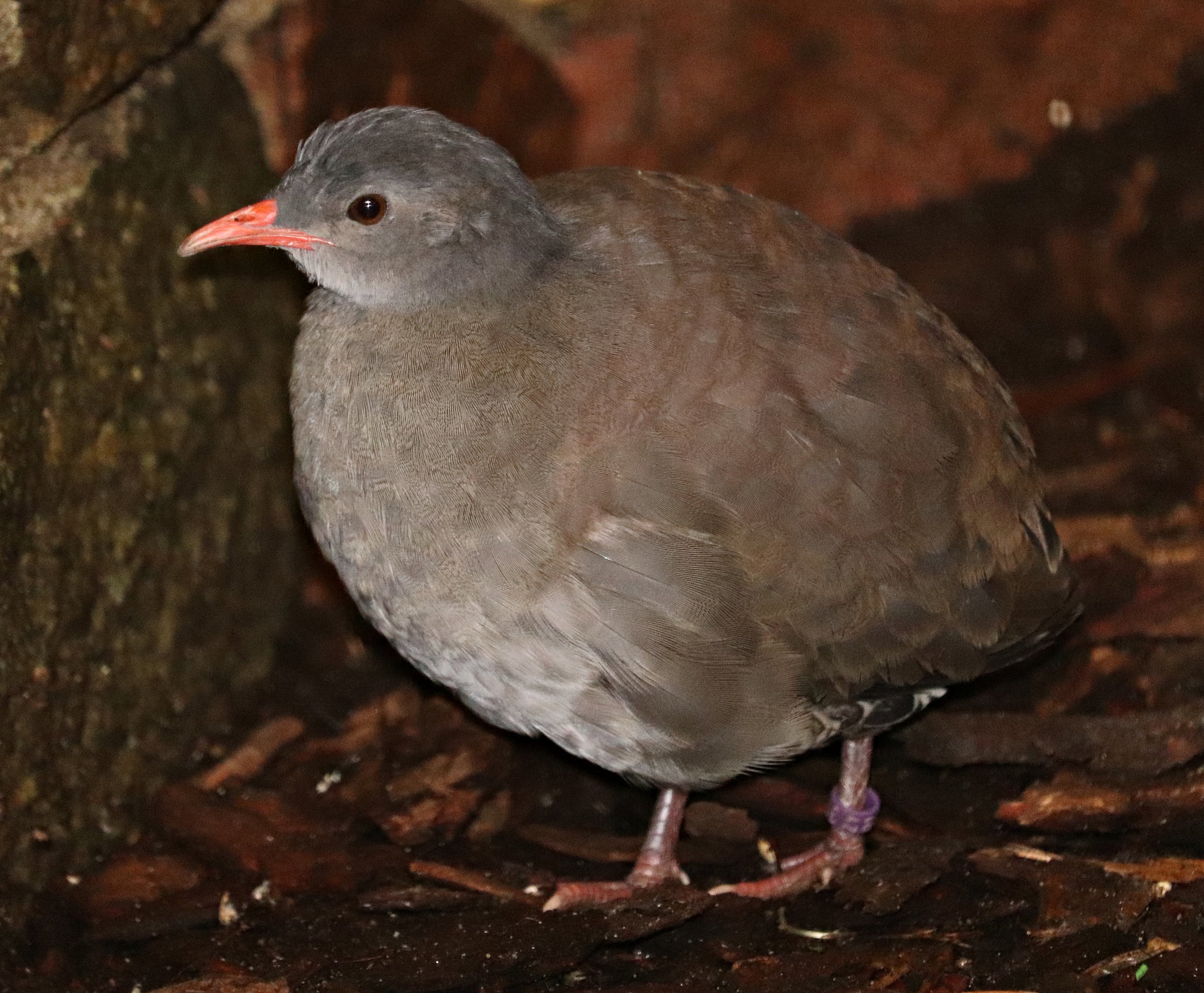 Tataupa tinamou (Crypturellus tataupa) - Paradieshalle