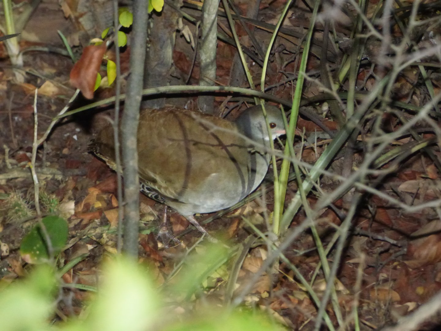 Tataupa Tinamou (Crypturellus tataupa)