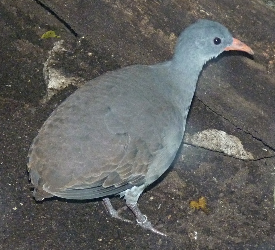 Tataupa tinamou (Crypturellus tataupa)