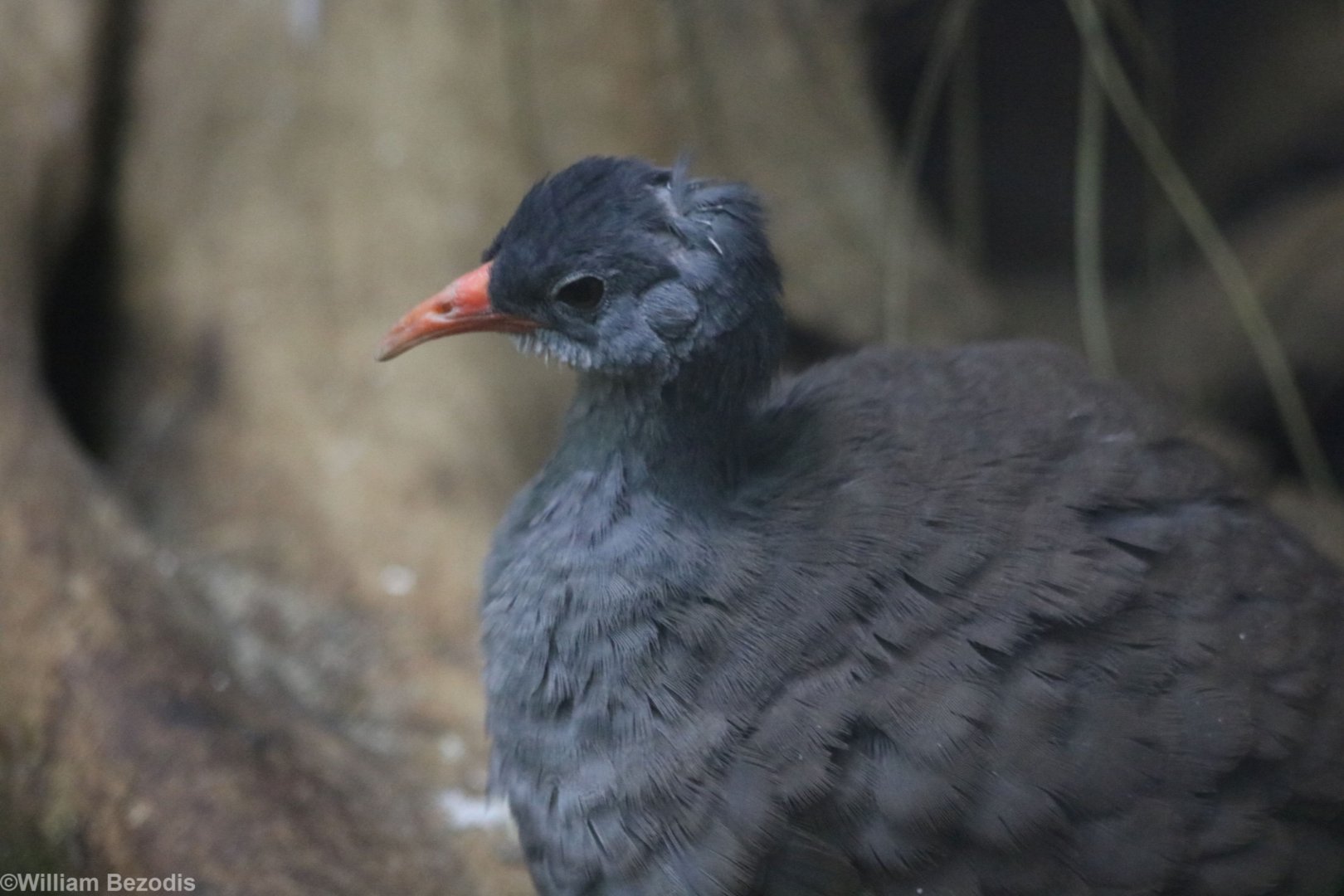 Tataupa Tinamou (new for the zoo)