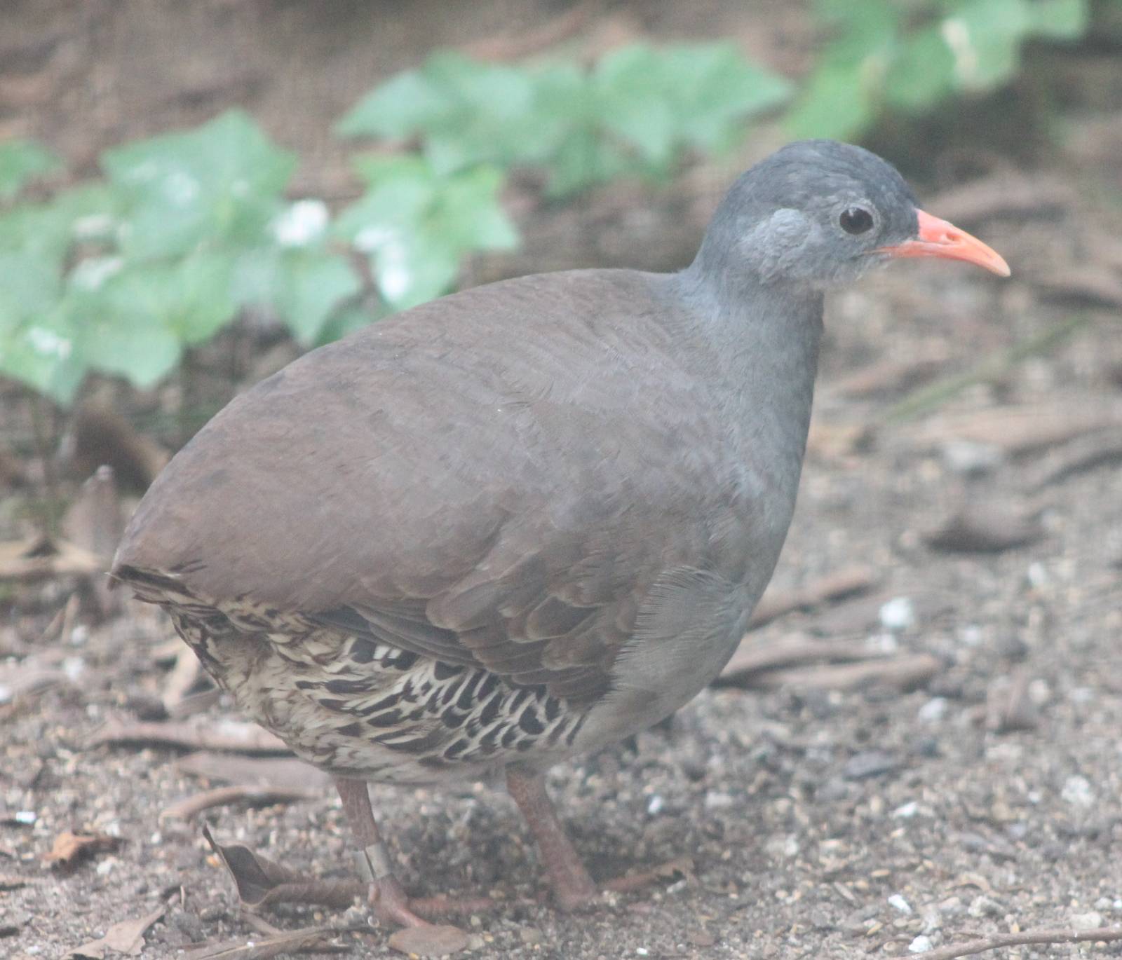 Tataupa tinamou
