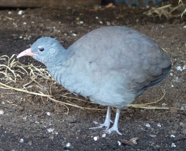Tataupa tinamou