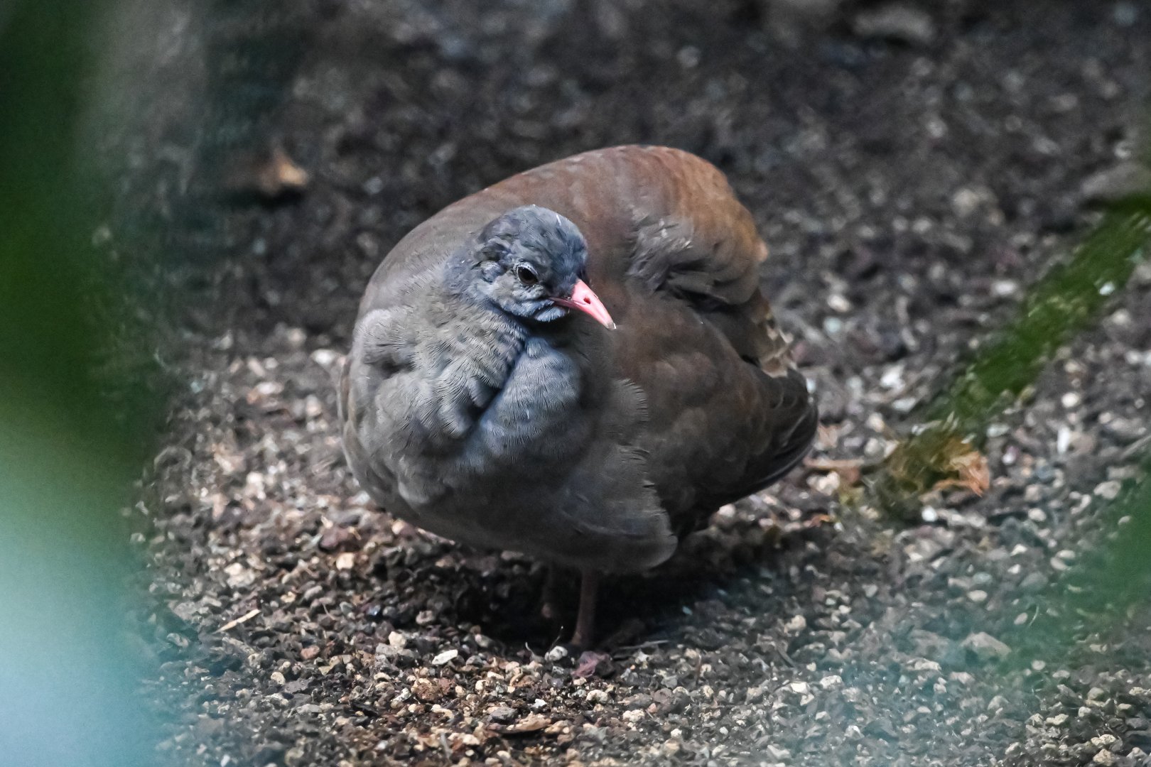 Tataupa tinamou
