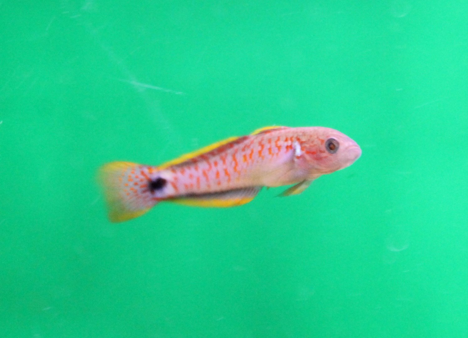 Tateurndina ocellicauda