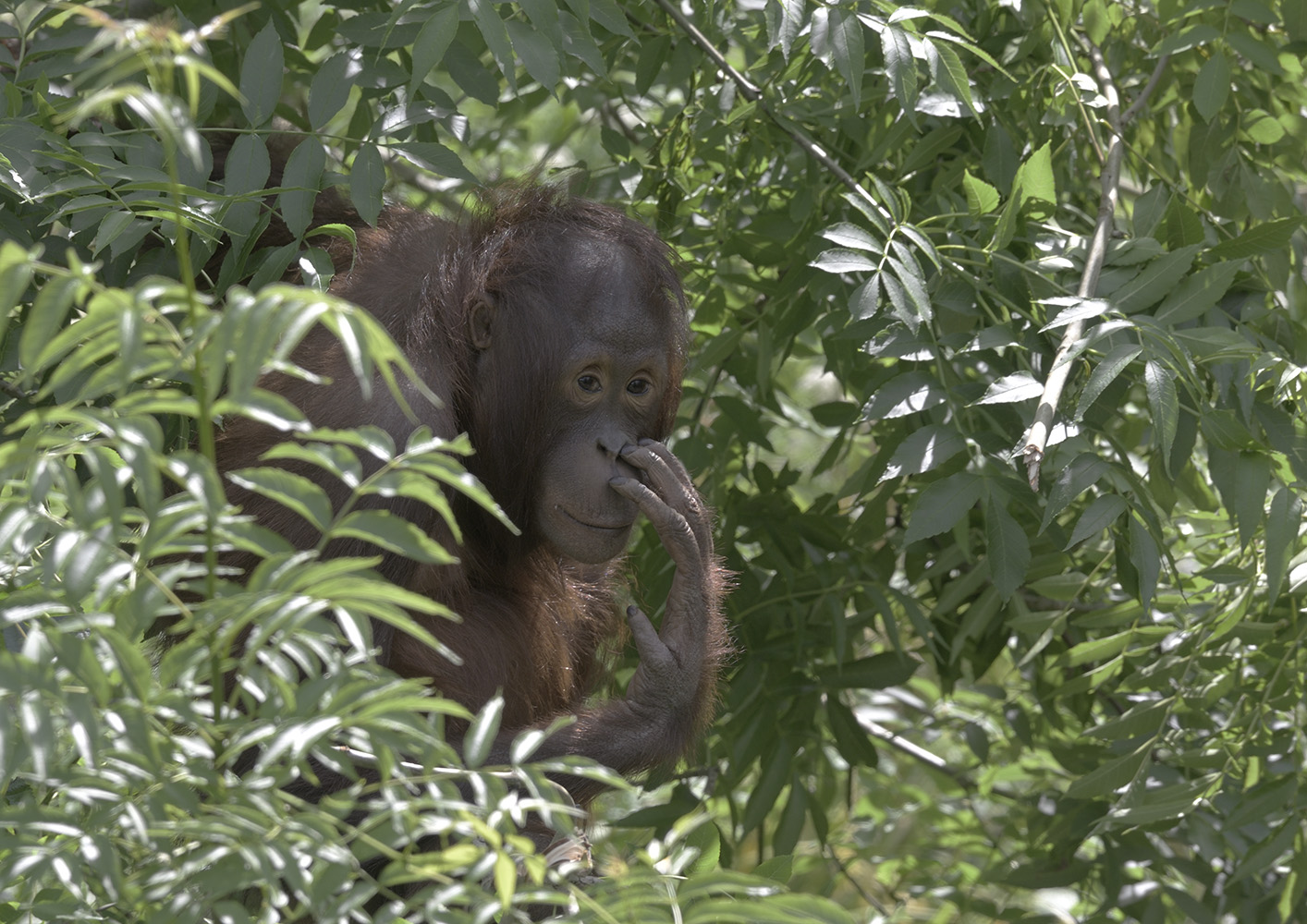 Tattau in the undergrowth