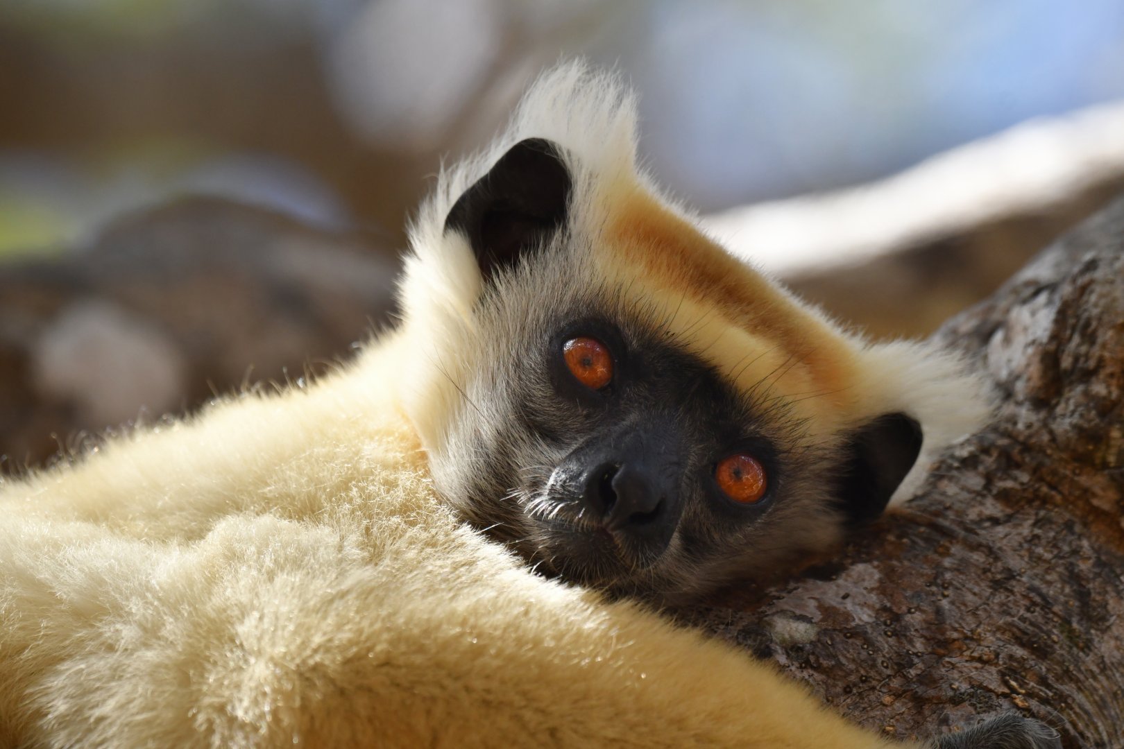 Tattersall's sifaka (Propithecus tattersalli)