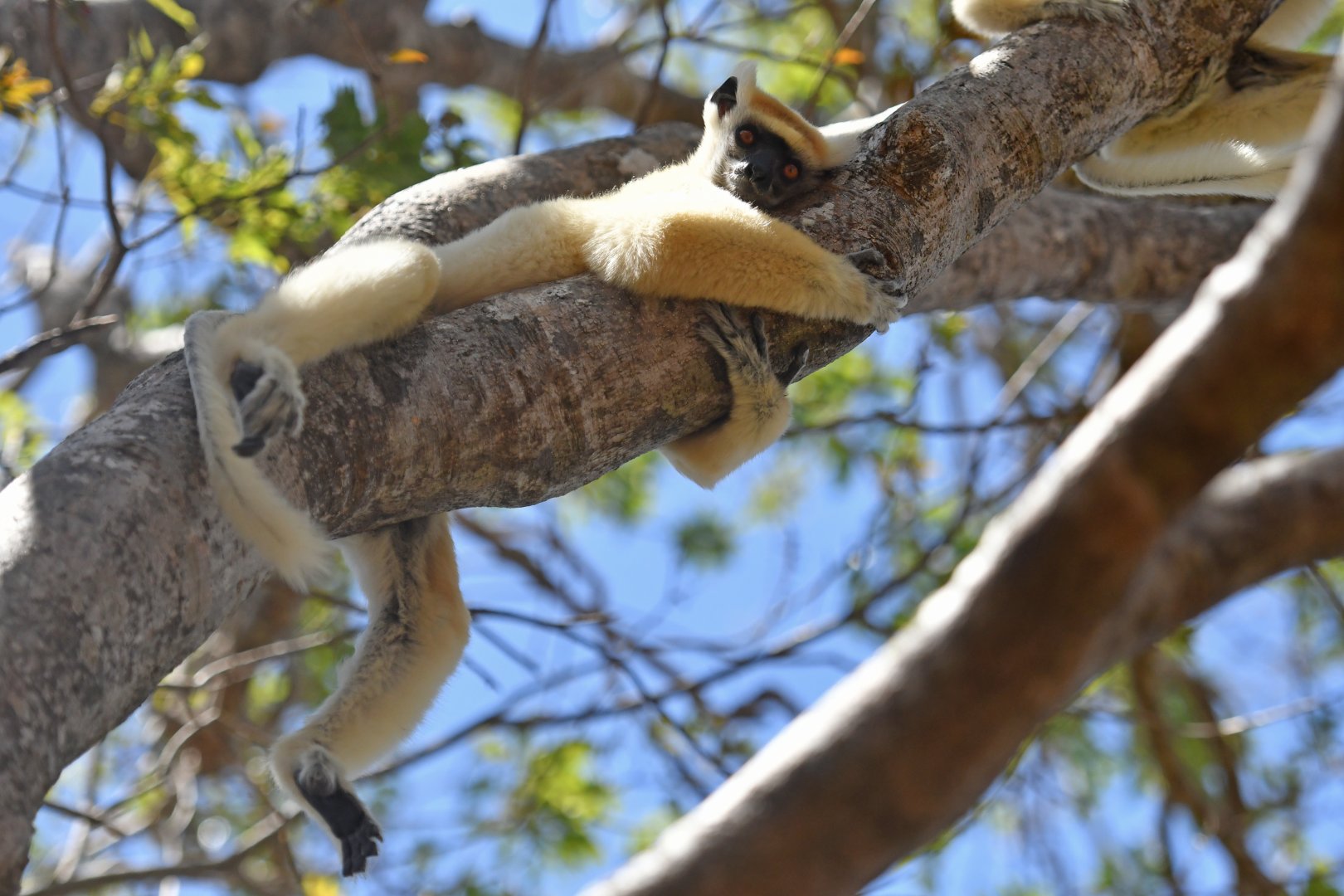 Tattersall's sifaka (Propithecus tattersalli)