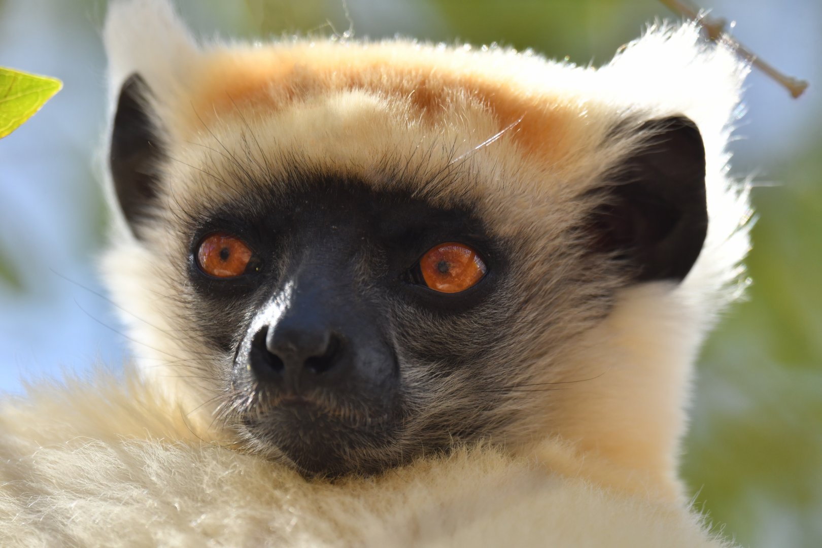 Tattersall's sifaka (Propithecus tattersalli)