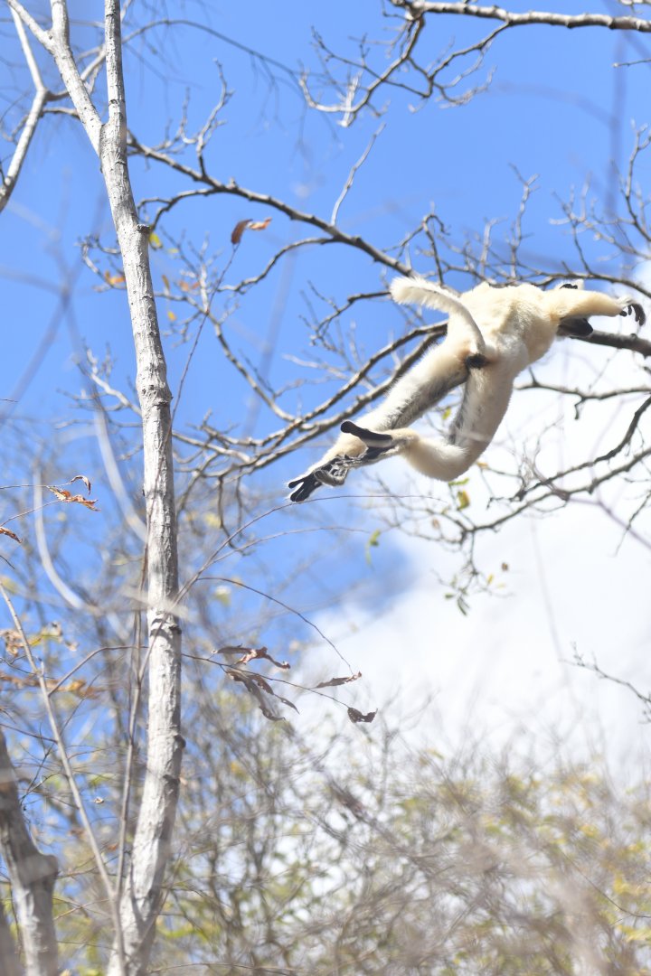 Tattersall's sifaka (Propithecus tattersalli)