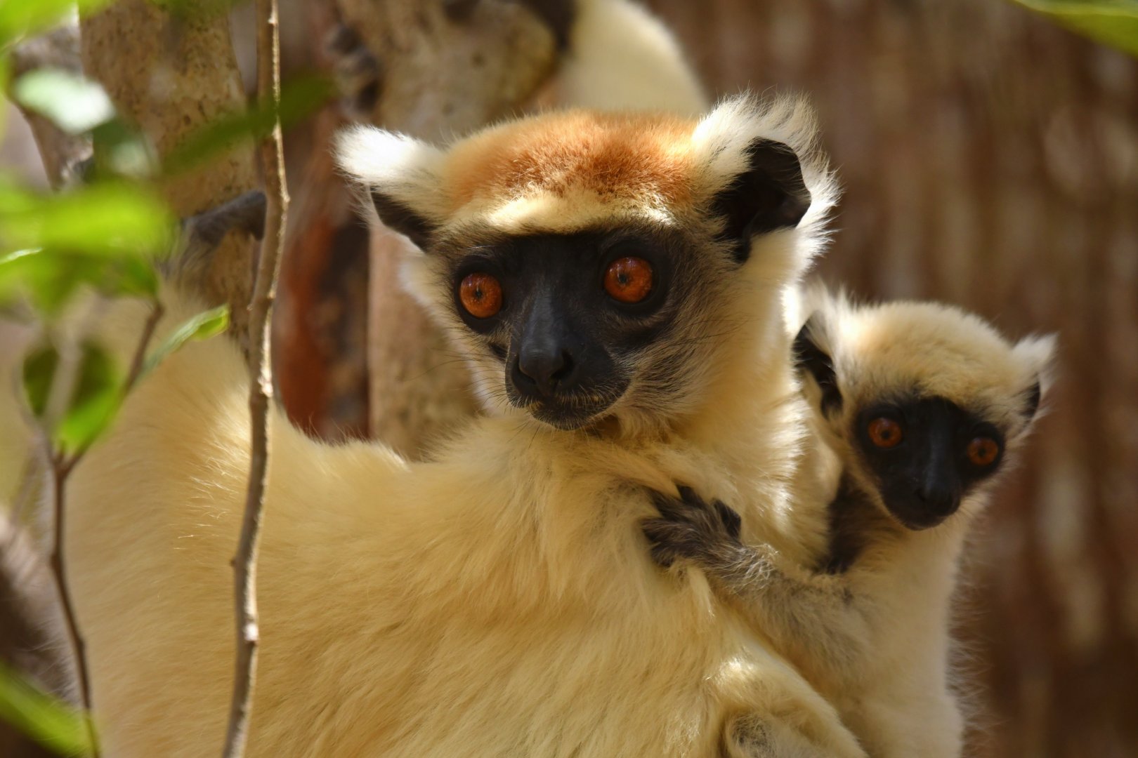 Tattersall's sifaka (Propithecus tattersalli)