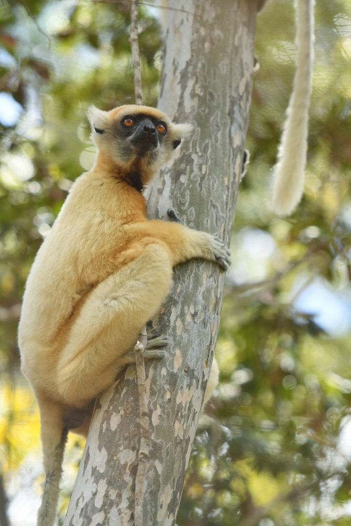 Tattersall's sifaka (Propithecus tattersalli)
