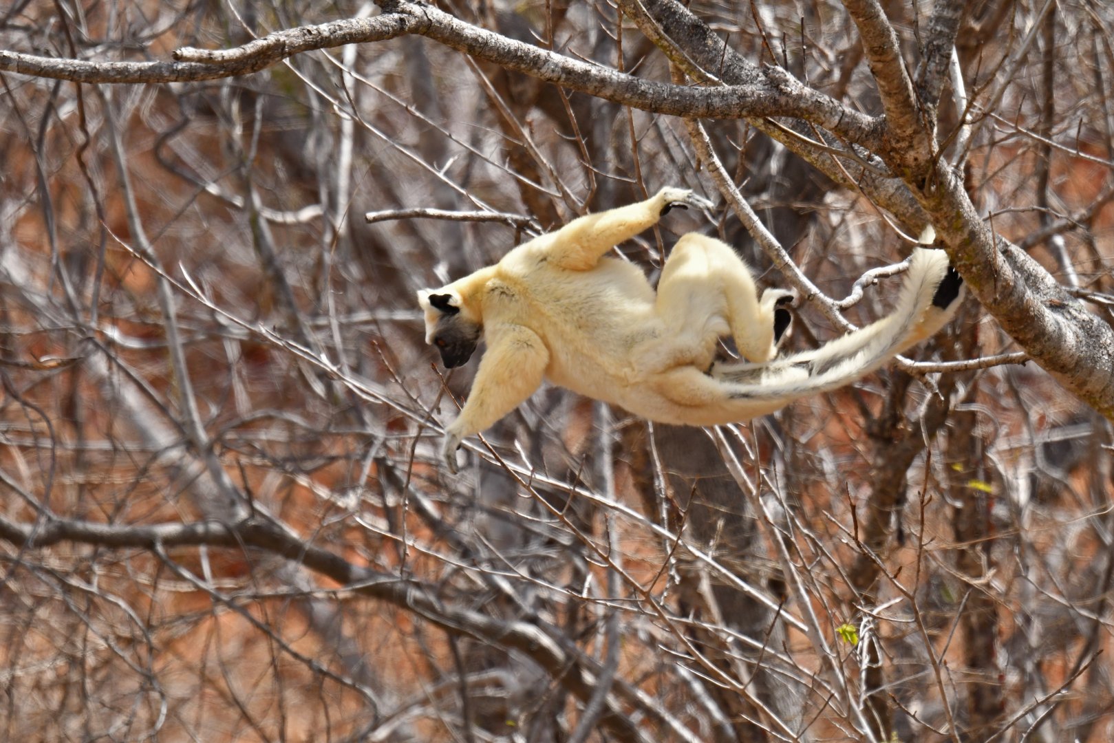 Tattersall's sifaka (Propithecus tattersalli)