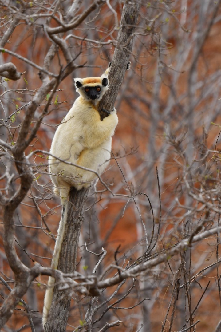 Tattersall's sifaka (Propithecus tattersalli)